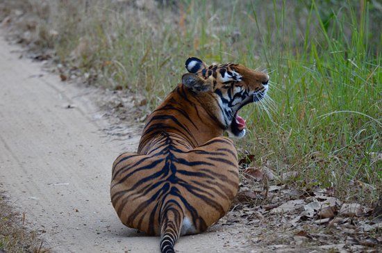 Pench Tiger Reserve
